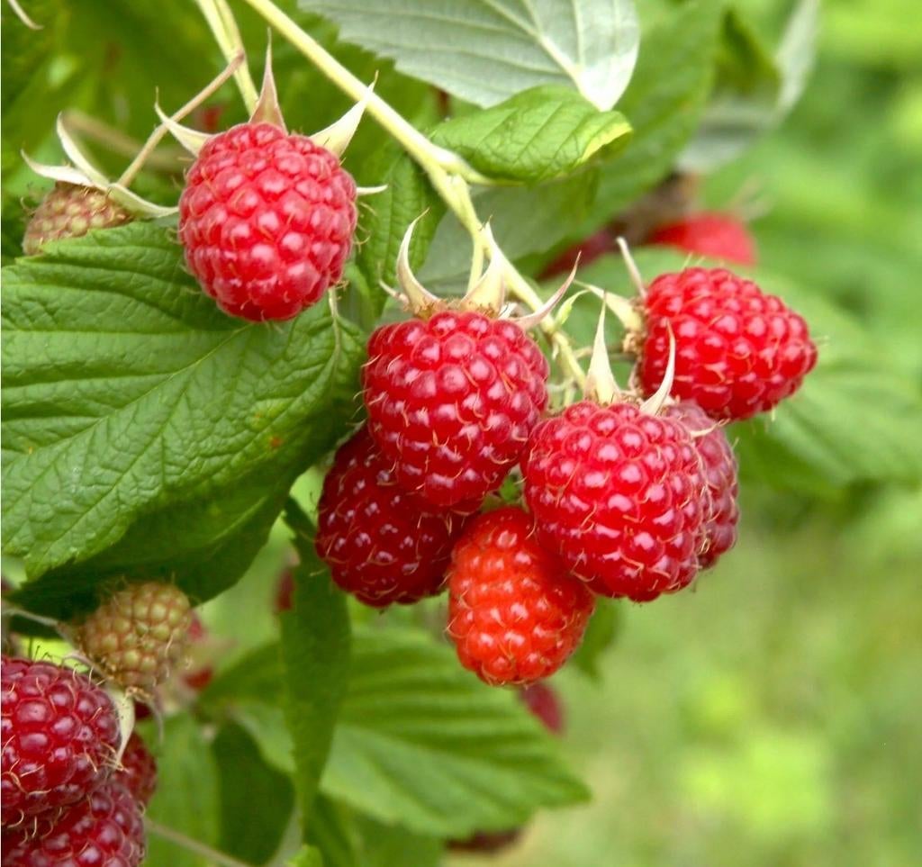 Framboos, Tuin en Terras, Planten | Fruitbomen, Ophalen