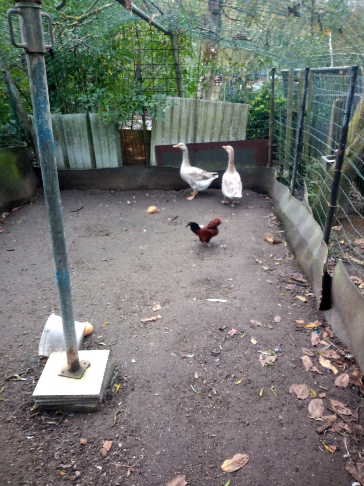 ik heb 2 vrouwtjes van de bruine Amerikaanse buff gans, Dieren en Toebehoren, Vrouwelijk, Gans of Zwaan