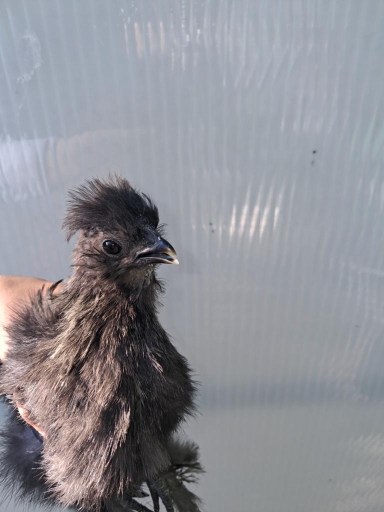 3 zijdehoender kuikens, Dieren en Toebehoren, Pluimvee