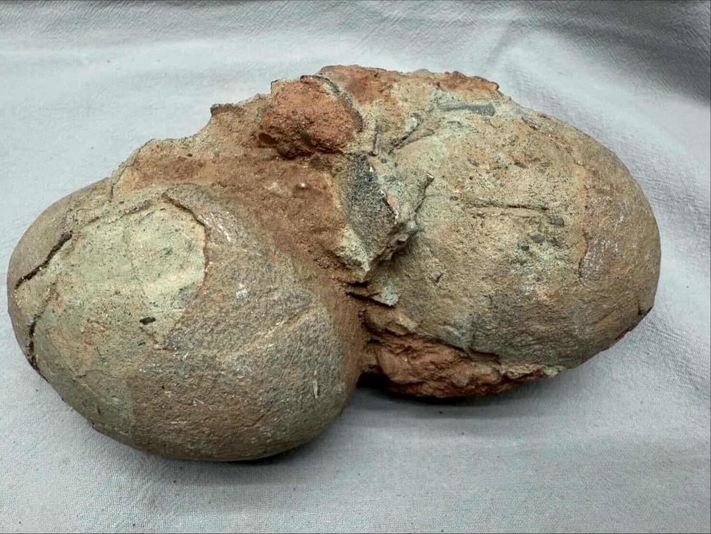 Hadrosaurus eieren op Matrix, Verzamelen, Mineralen en Fossielen, Ophalen