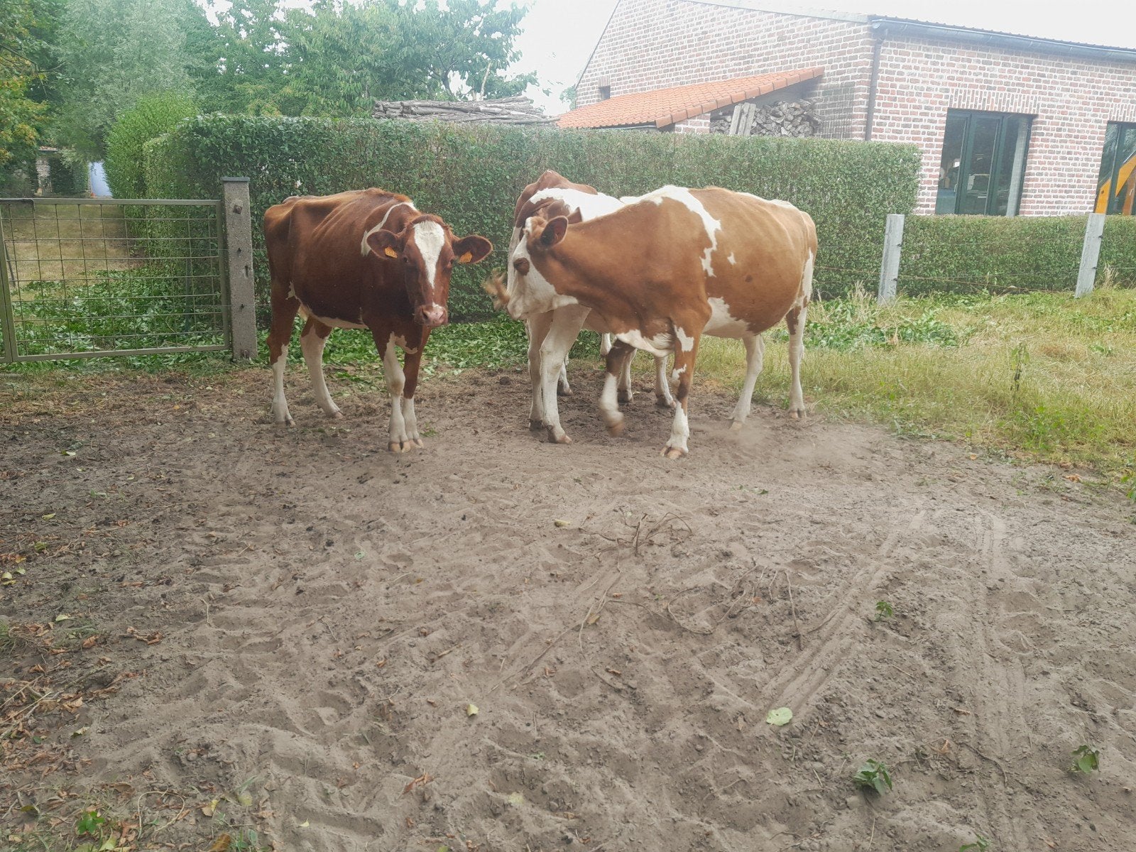 Kalfvaarzen, Dieren en Toebehoren