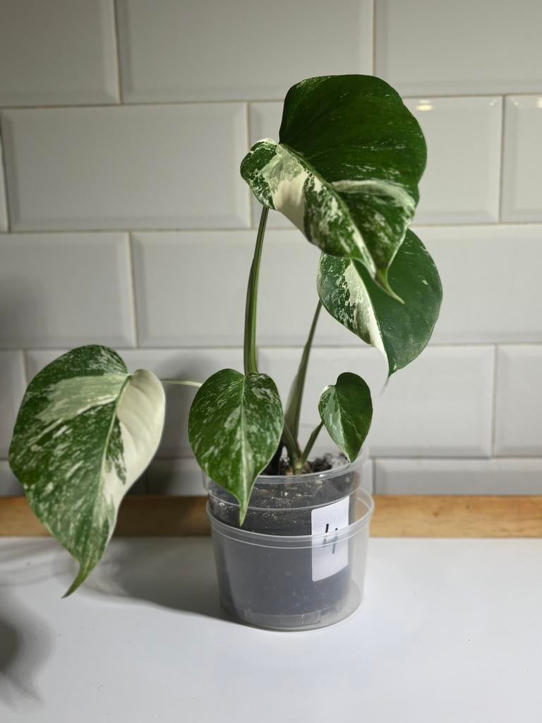 Monstera deliciosa variegata, Huis en Inrichting, Kamerplanten, Ophalen