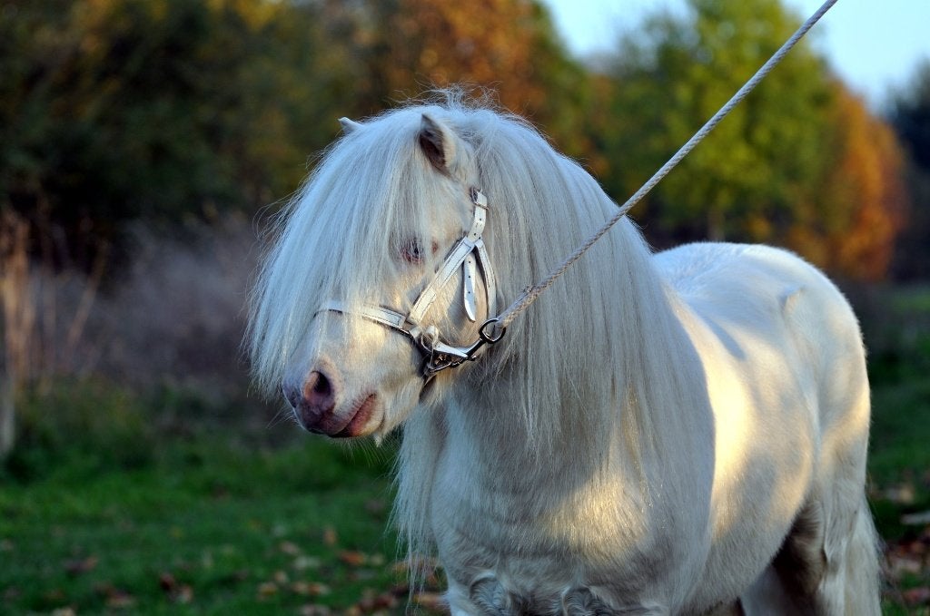 shetlander cremello, Dieren en Toebehoren, Paarden en Pony's | Dekhengsten en Fokmerries, Hengst