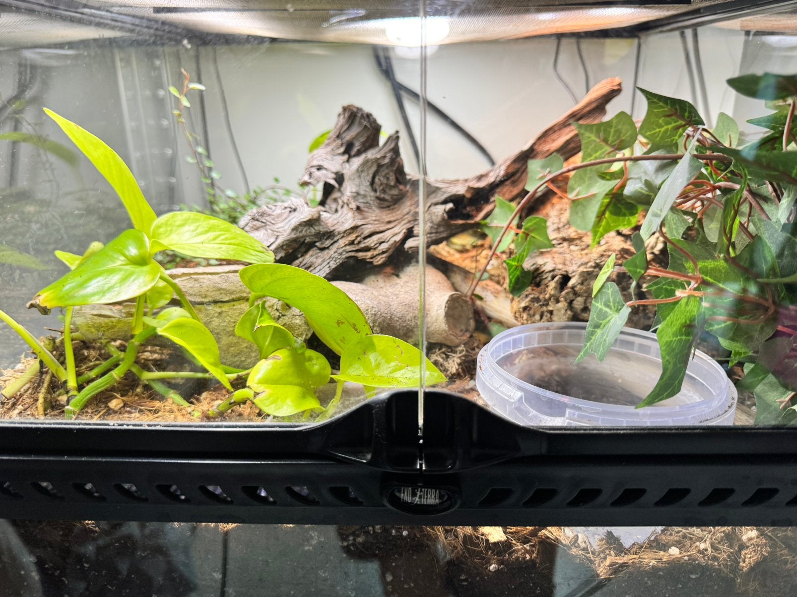 Bioactief terrarium met haakneusslang, Dieren en Toebehoren, Slang, Met terrarium, 0 tot 2 jaar