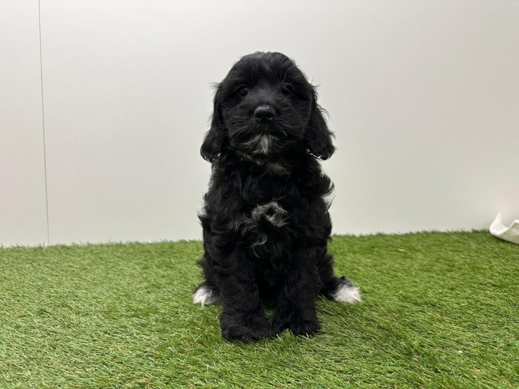 Cockapoo pups - Amerikaanse cocker spaniel & Dwergpoedel, Parvo, België, 8 tot 15 weken, Meerdere