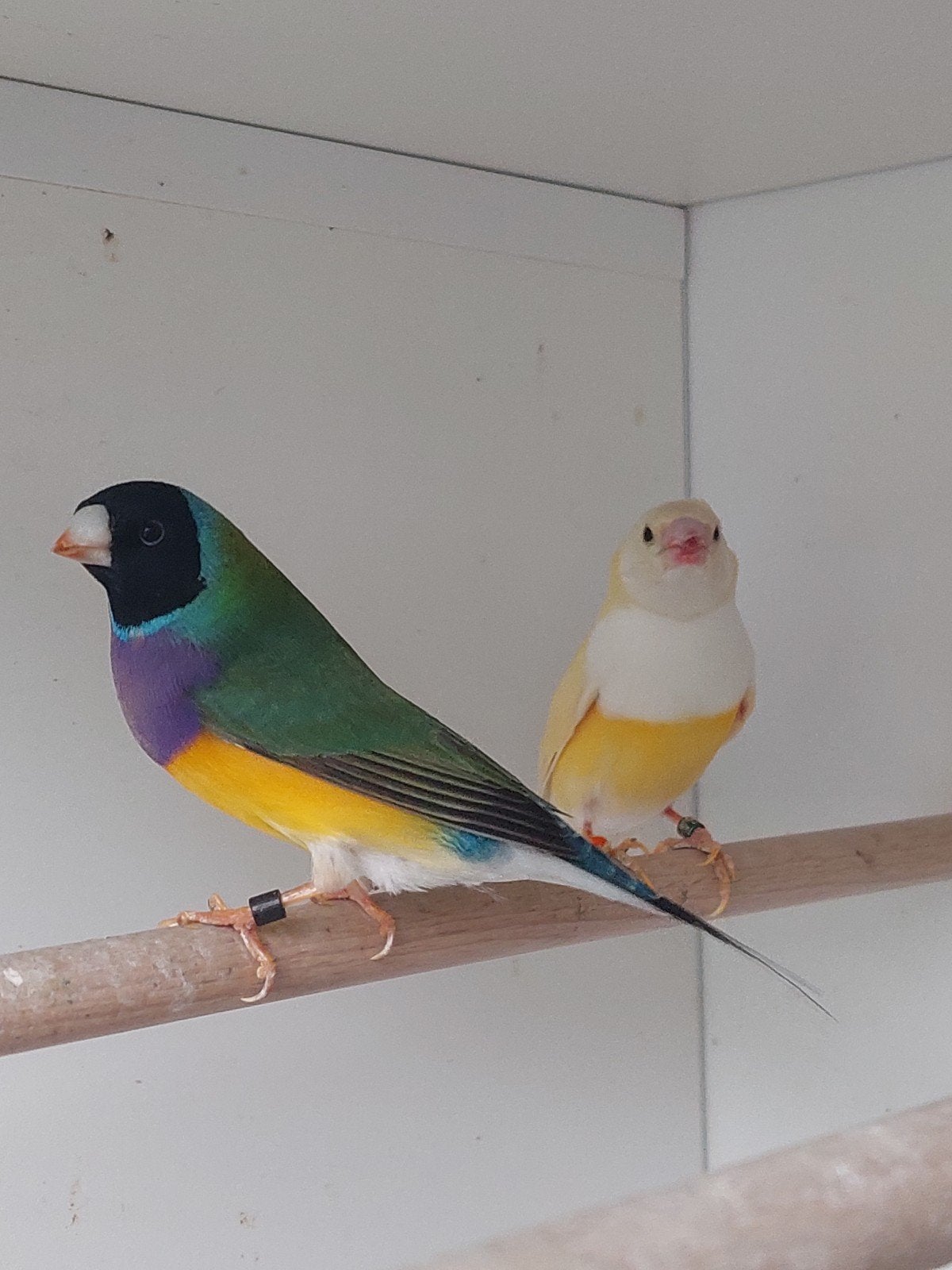gouldamadine koppel natuurbroed, Animaux & Accessoires