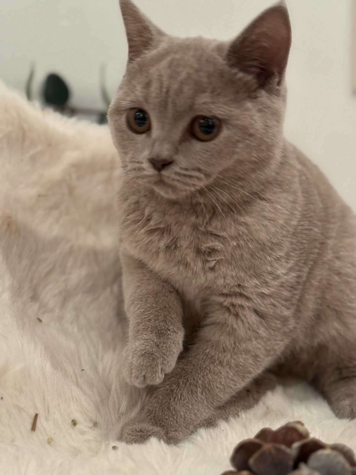 Britse Korthaar kittens (blauw & lilac), Dieren en Toebehoren, Meerdere dieren, Gechipt, 0 tot 2 jaar