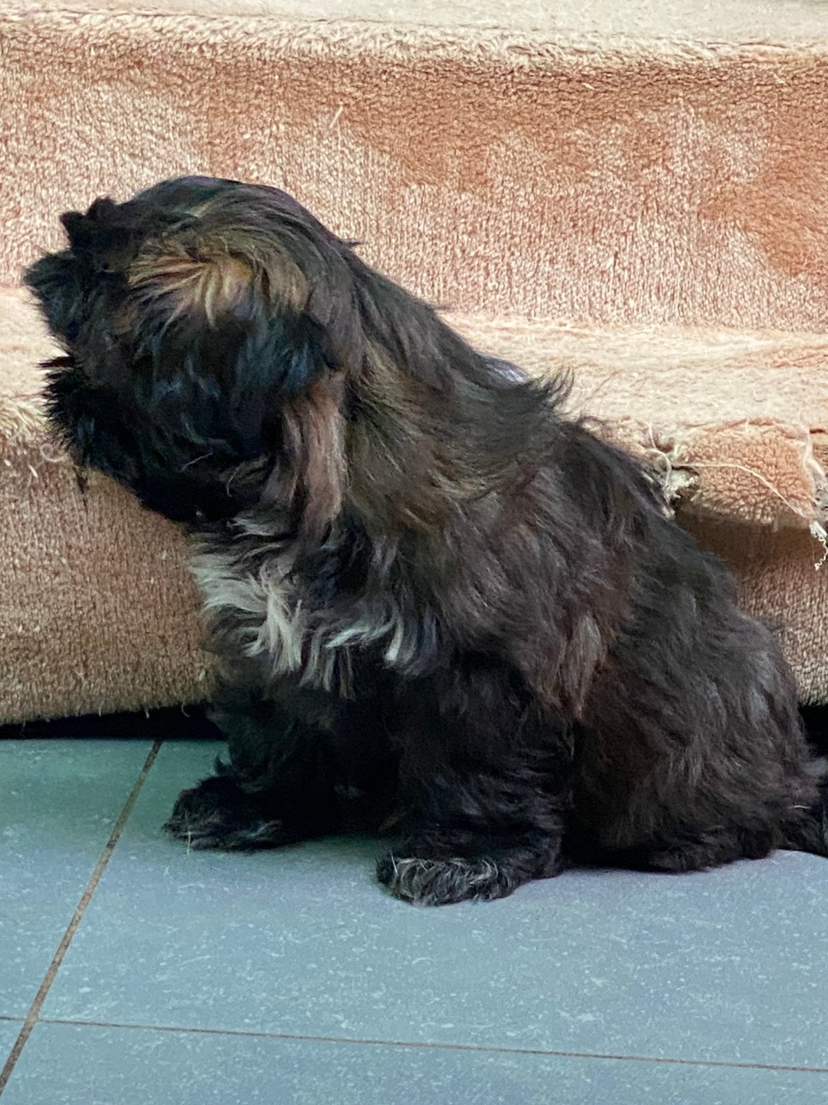 Shihtzu puppy’s, Dieren en Toebehoren, Parvo, België, Overige rassen, 8 tot 15 weken