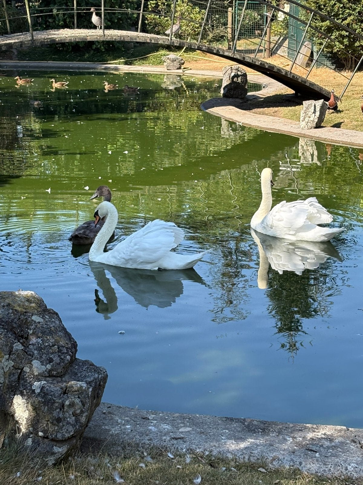 Knobbel zwanen, Dieren en Toebehoren, Meerdere dieren, Gans of Zwaan
