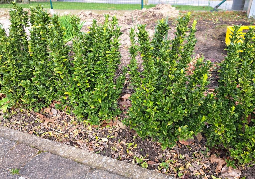 Euonymus Jap. Green Spire, Tuin en Terras, Ophalen, Buxus, Haag