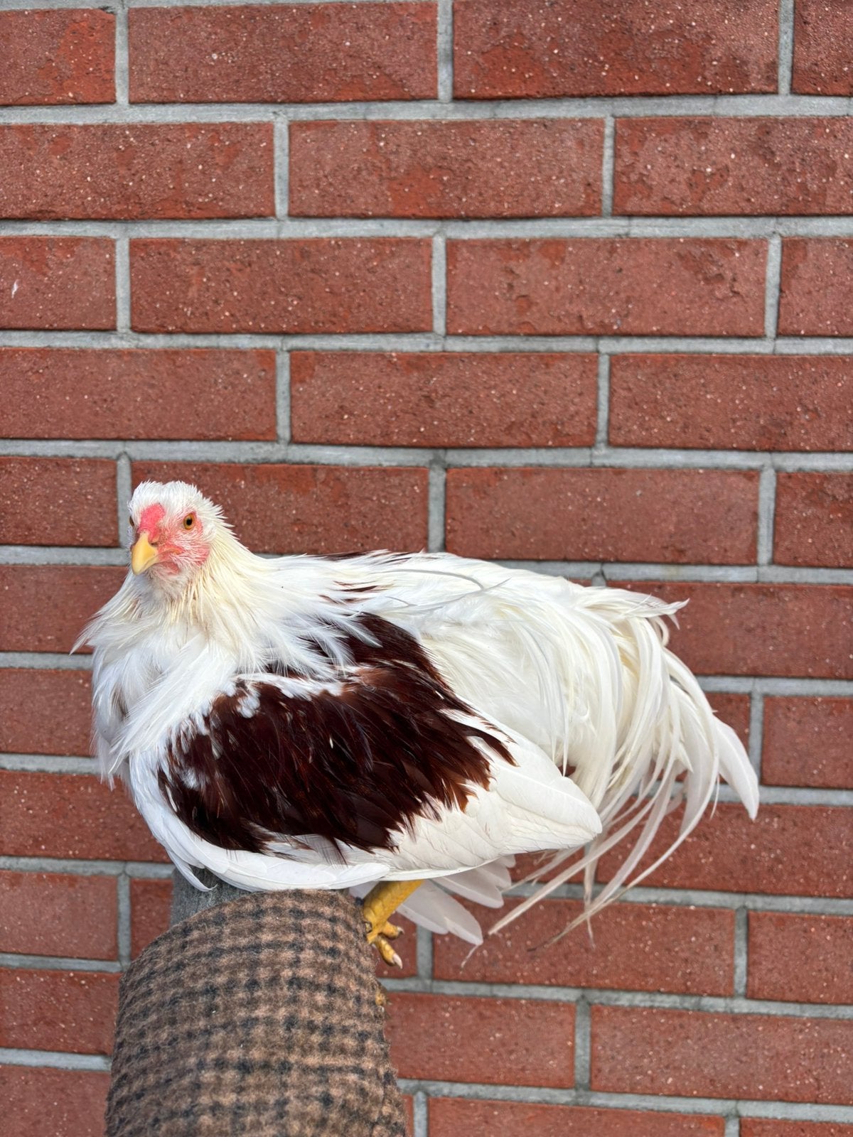 Yokohama duo & trio!, Femelle, Poule ou poulet