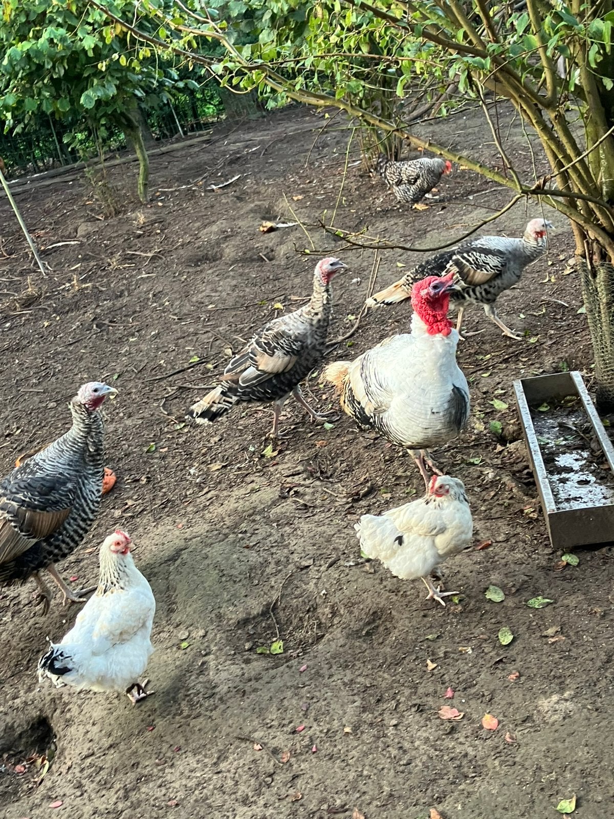 Ronquiere kalkoenen, Dieren en Toebehoren
