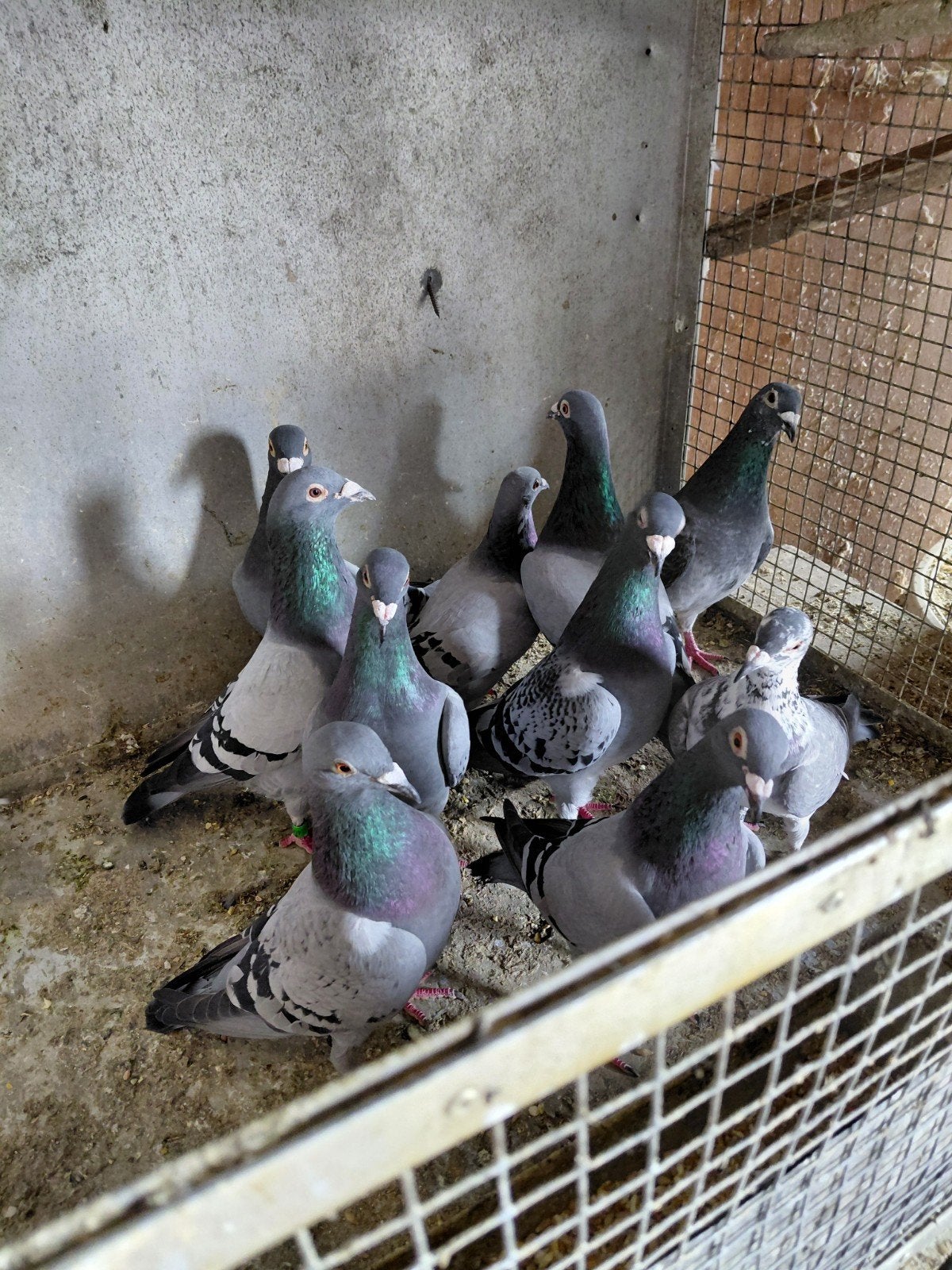 Pigeons