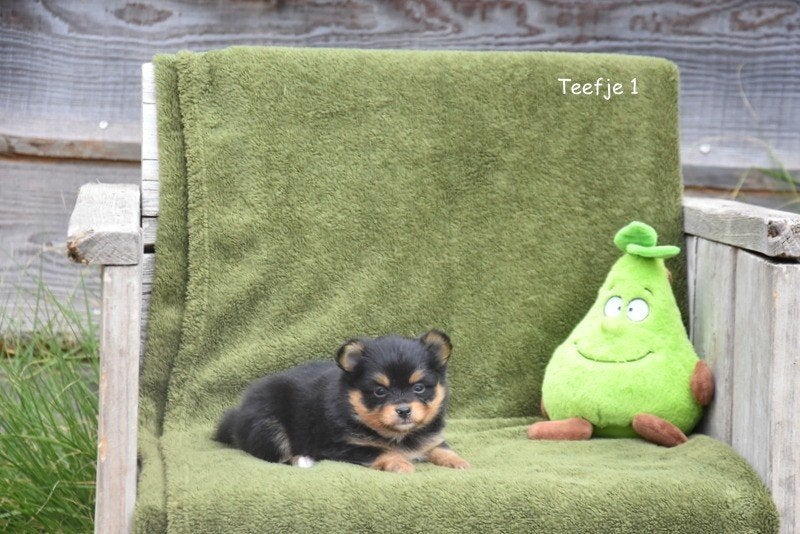 Pomchi pupjes, België, 8 tot 15 weken, Meerdere, Klein