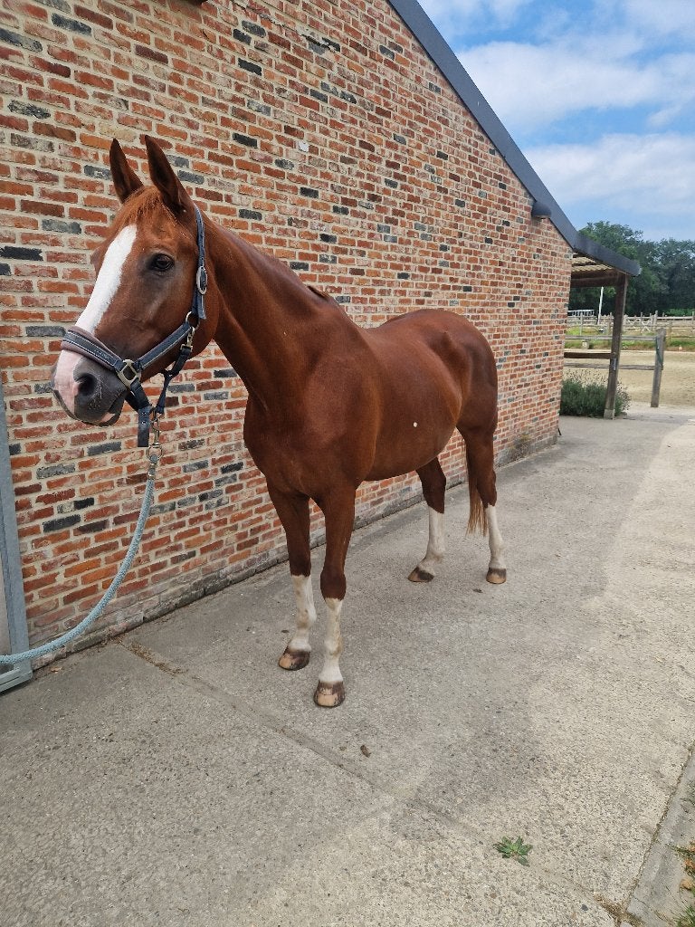 dressuurpaard / fokmerrie, Cheval de dressage, 11 ans ou plus, M, 165 à 170 cm