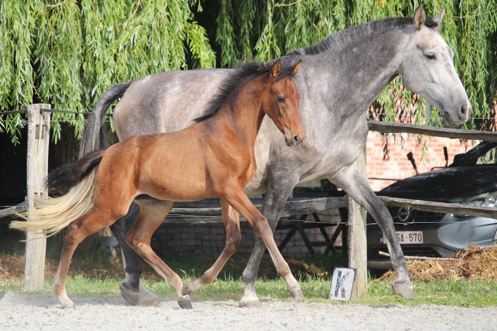Uitzonderlijk bewegend PRE merrieveulen-100% Susaeta origine, Dieren en Toebehoren, Paarden, Merrie, Met stamboom, Niet van toepassing