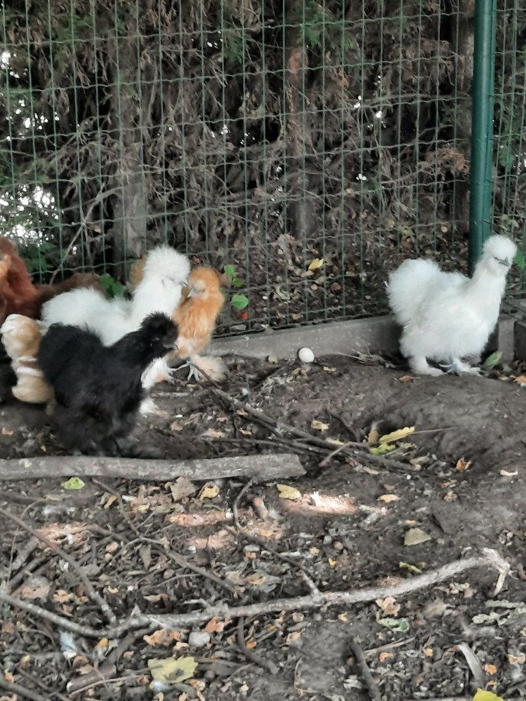 Zijdehoen, Dieren en Toebehoren, Pluimvee, Meerdere dieren, Kip