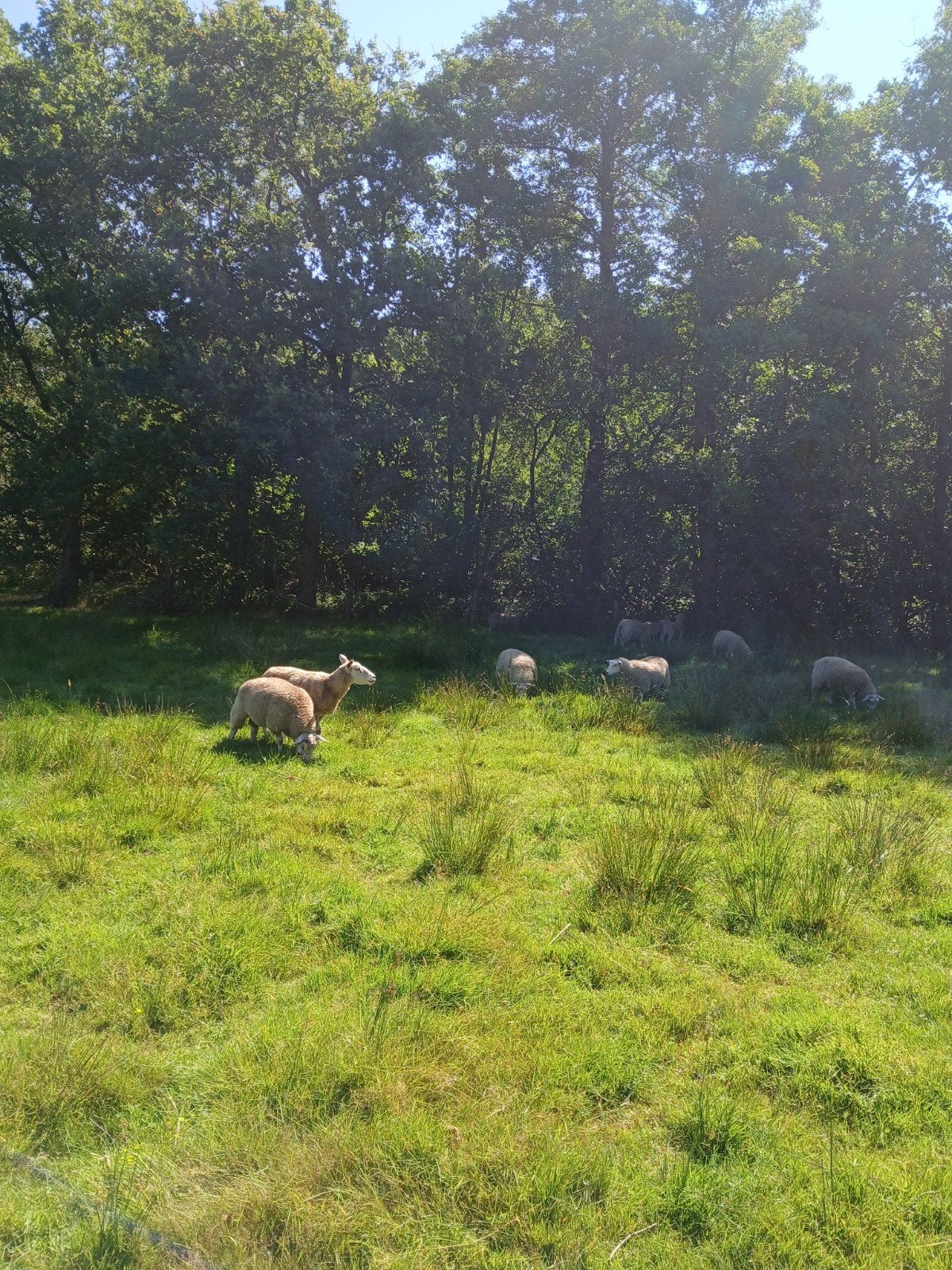 10 swifter schapen 7 ooien 3 bokken, Dieren en Toebehoren