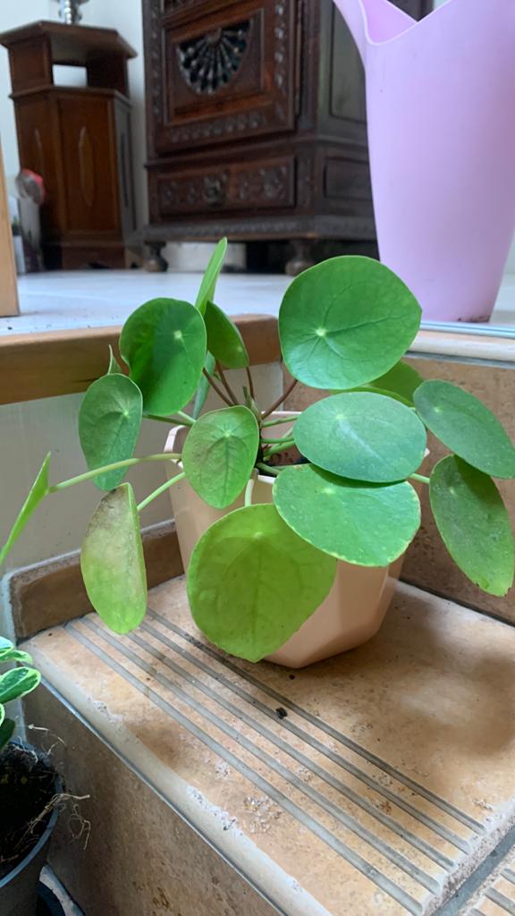 Pannenkoek plant in pot met babies, Ophalen, In pot
