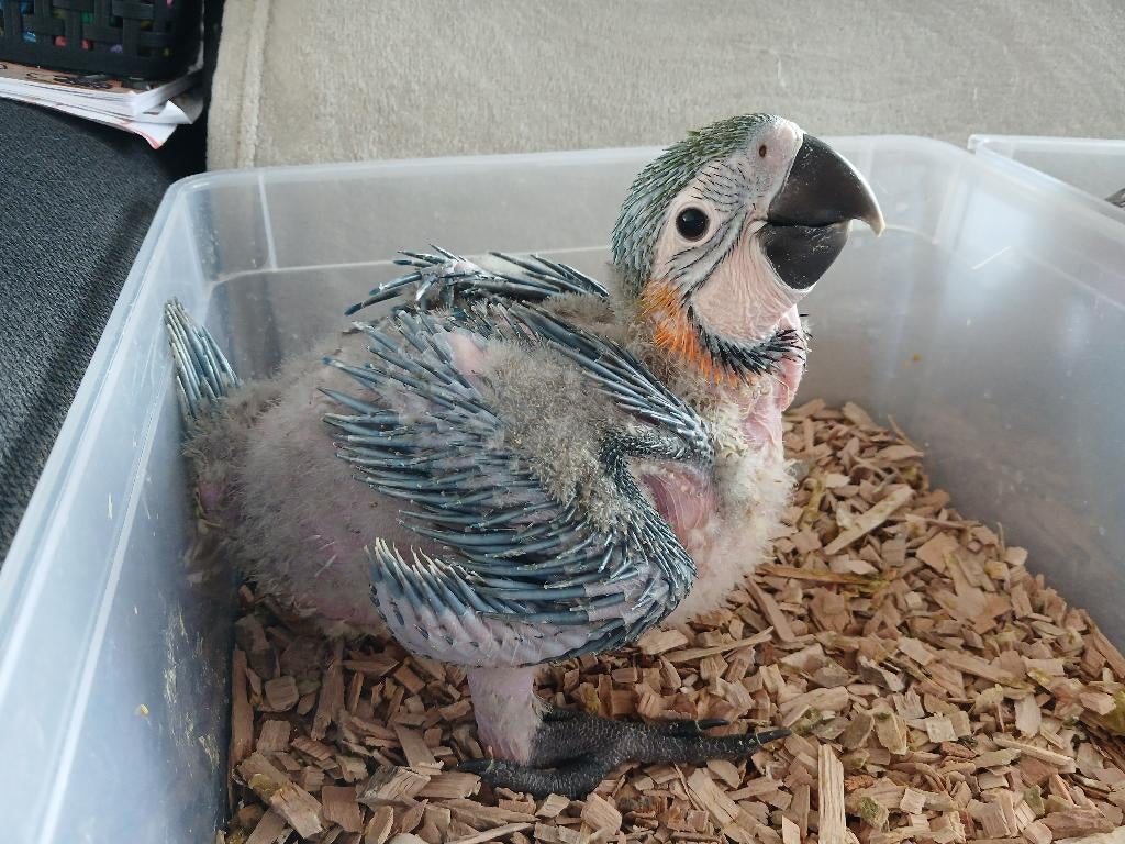 Bebe ara, Dieren en Toebehoren, Geslacht onbekend, Papegaai, Pratend