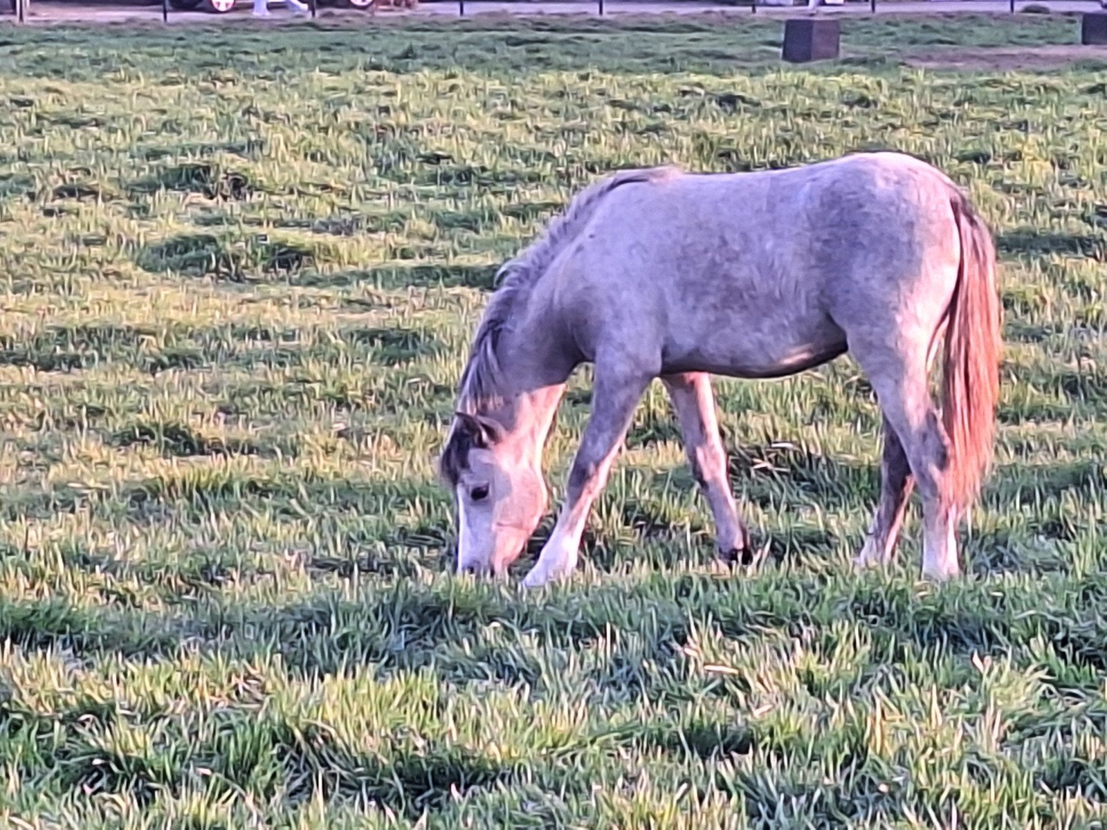 heel mooie welsh sectie B jaarling merrie, Poney C (1.27 m à 1.37m), Avec pedigree, 0 à 2 ans, Non dressé