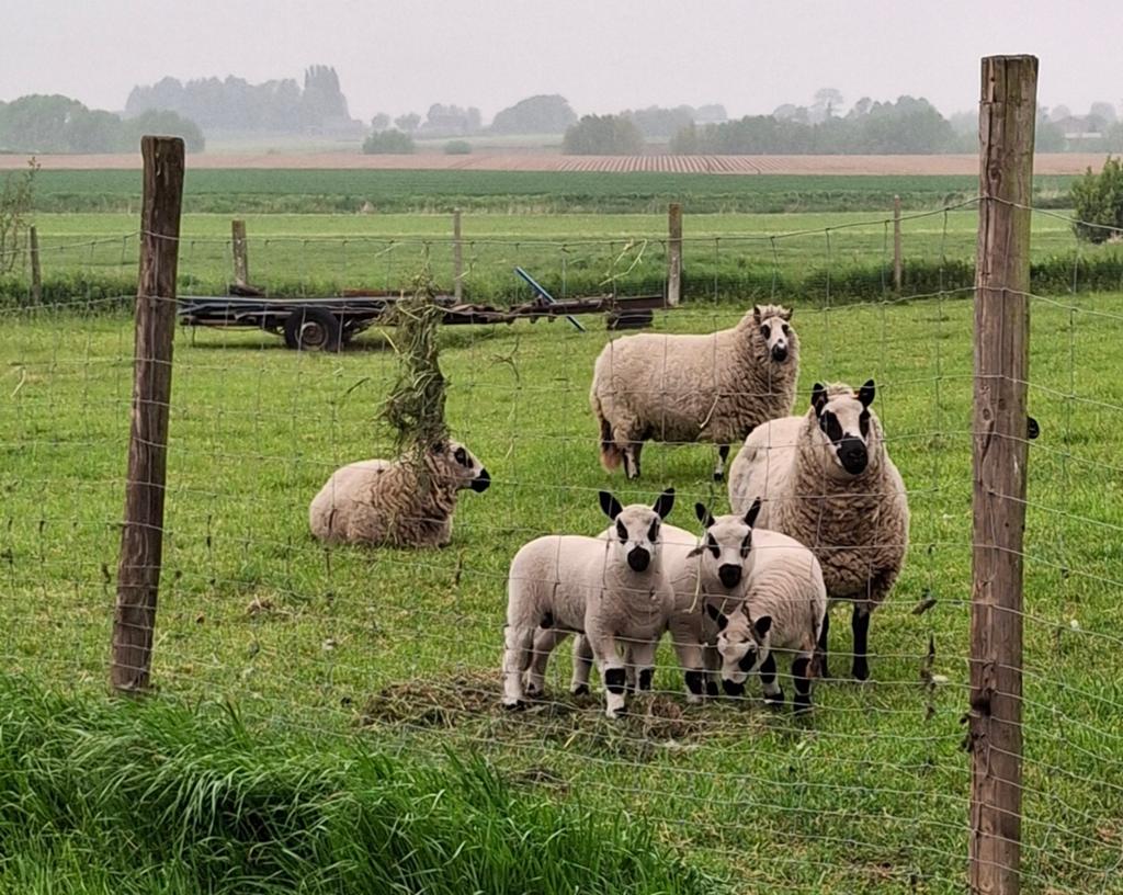 Kerry Hill ramlam, Dieren en Toebehoren, Mannelijk, Schaap, 0 tot 2 jaar