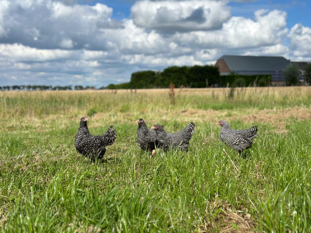 Jonge tamme Amrock kippen gesekst en ingeënt, Dieren en Toebehoren, Pluimvee, Vrouwelijk, Kip