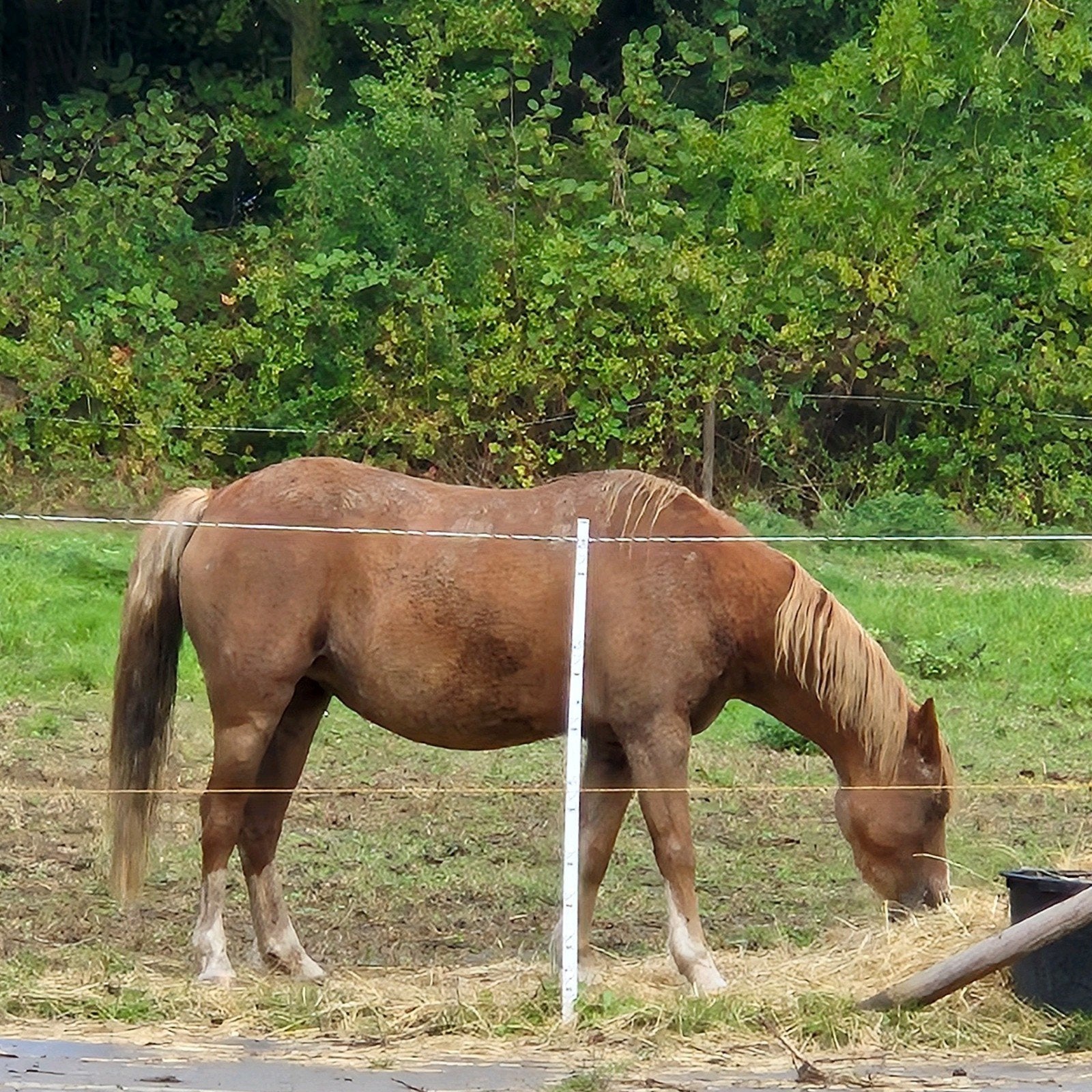 brave bereden  super lieve welsh merrie. 125h, Dieren en Toebehoren, Merrie, M, 3 tot 6 jaar, B pony (1.17m tot 1.27m)