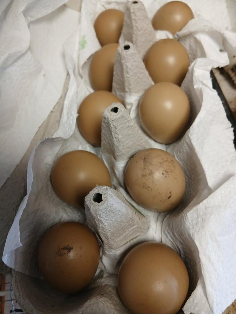 Broedeieren bosfazant, Dieren en Toebehoren