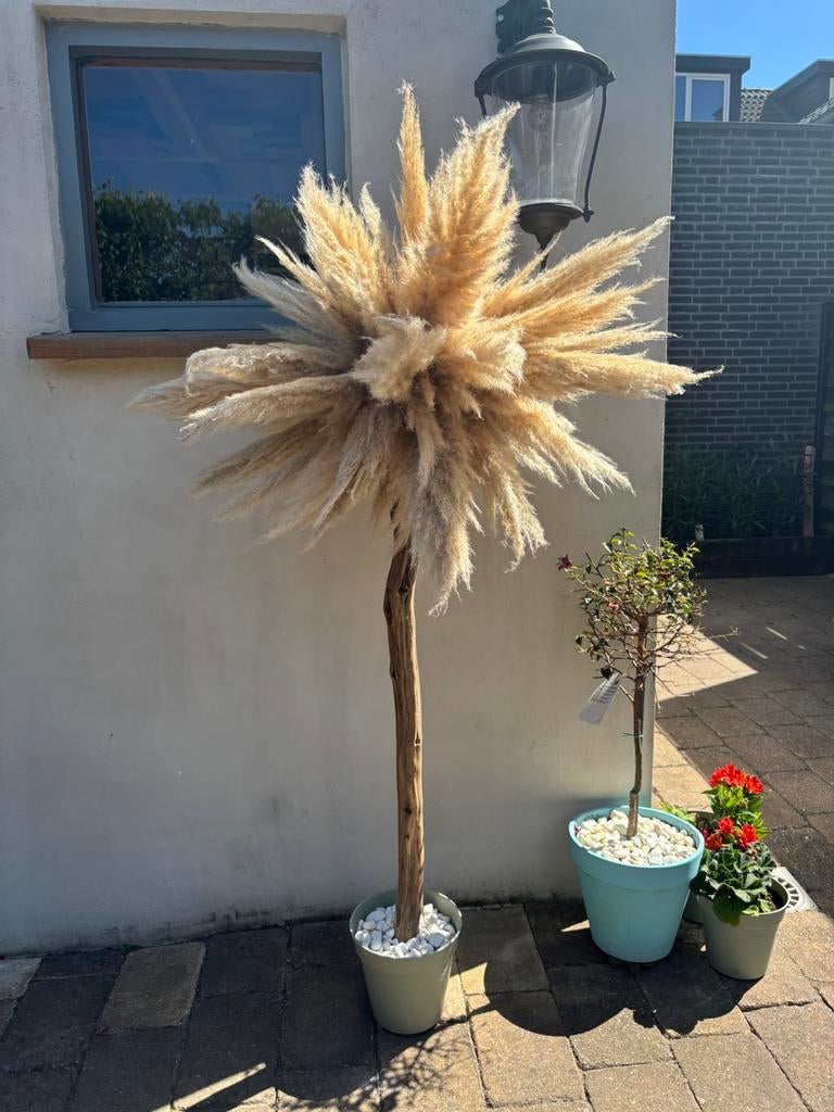 Pampa’s pluim bomen, Tuin en Terras, Planten | Bomen, Ophalen of Verzenden