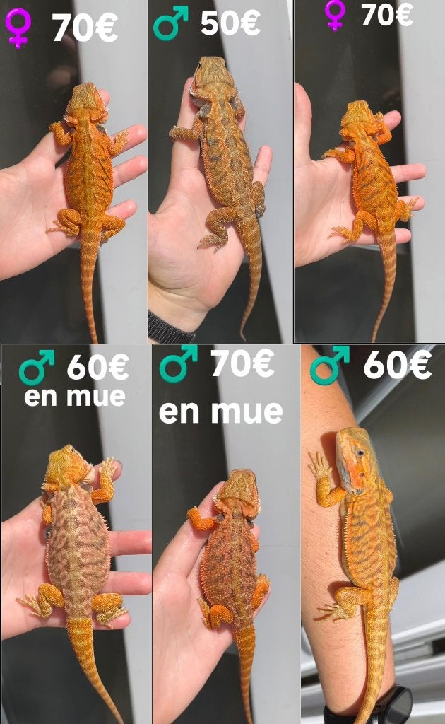 Pogona, Enlèvement, Neuf