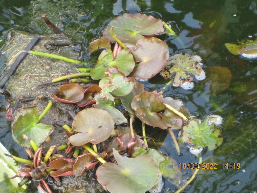 Nénuphar à fleurs rose clair, Enlèvement, Comme neuf, Autres types