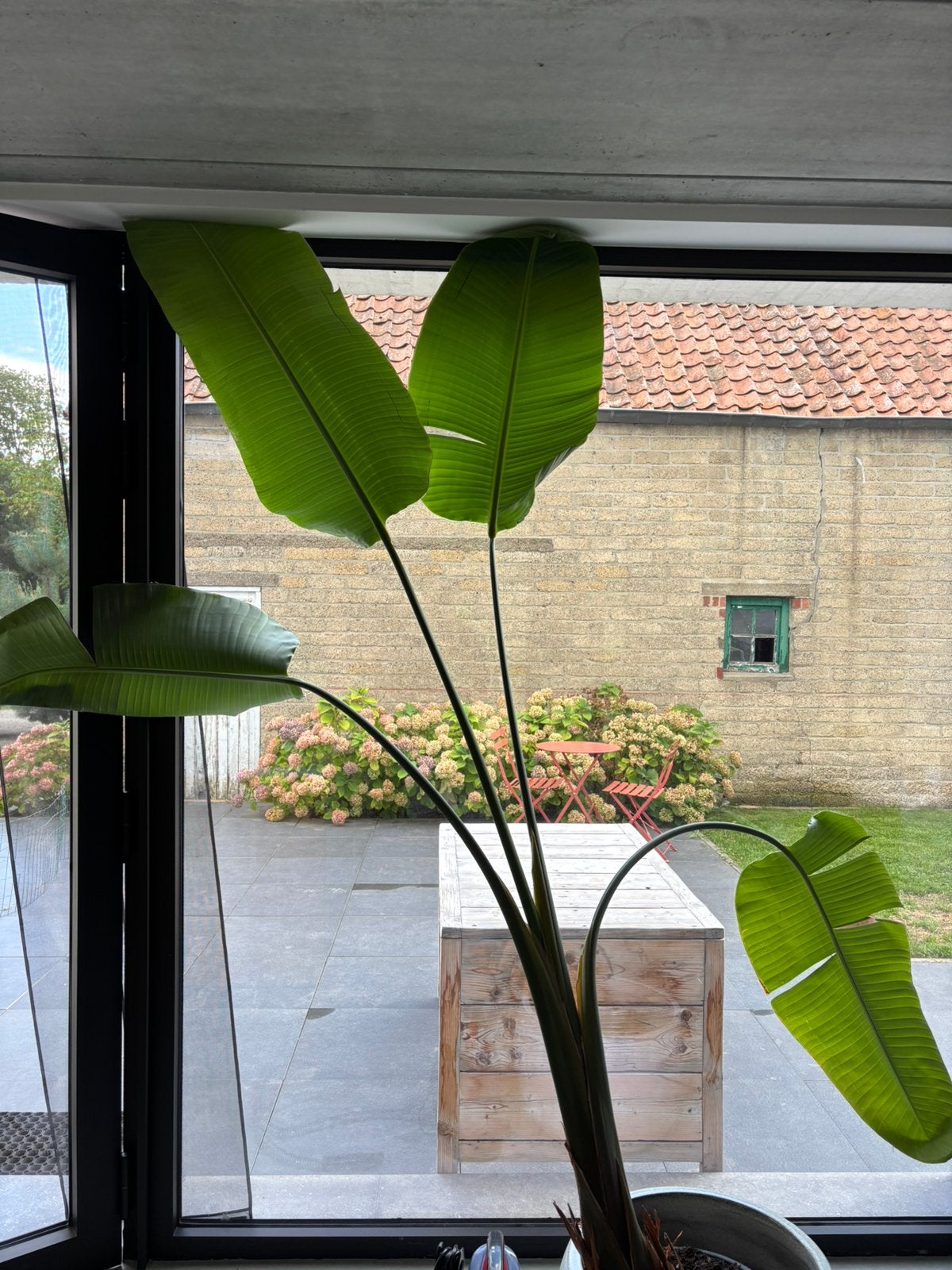 Strelitzia, Maison & Meubles, Plante verte, Enlèvement, Autres espèces, 200 cm ou plus
