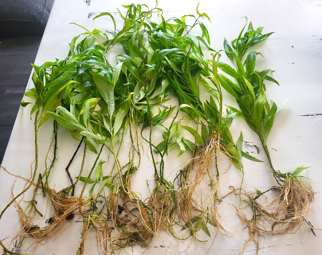 18 plantes d'aquarium de 30 cm à 50 m de long., Animaux & Accessoires, Enlèvement ou Envoi, Neuf, Plante(s), Pierre ou Bois