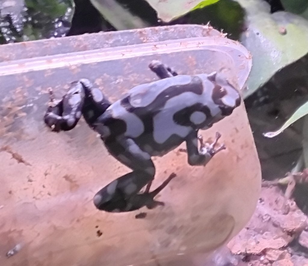 Terrarium gifkikkers kikkers dendrobaten auratus, Ophalen, Zo goed als nieuw