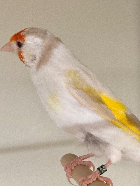 Satinet distelvink pop 2026, Femelle, Oiseau chanteur sauvage, Bagué