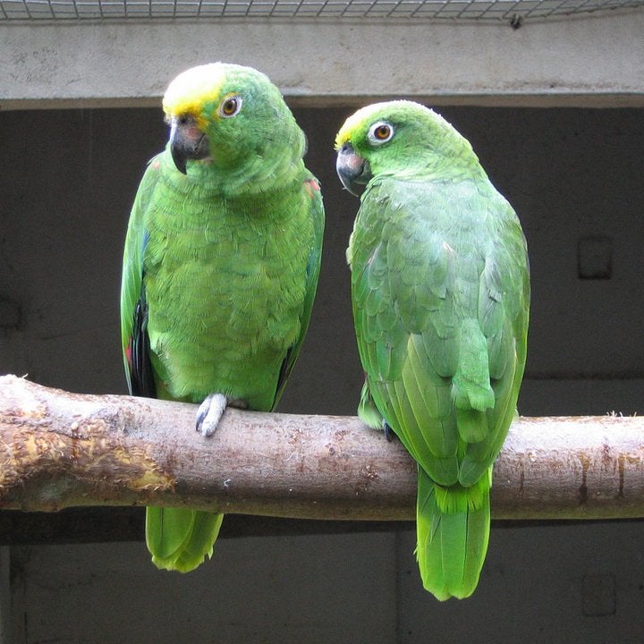 Amazone papegaai, één maand oud, Dieren en Toebehoren, Papegaai