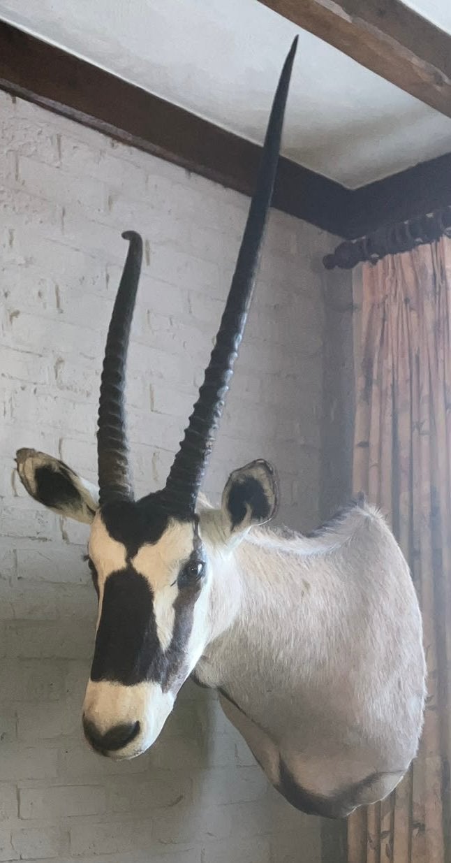 Oryx opgezet jachttrofee wanddecoratie, Verzamelen, Dierenverzamelingen, Ophalen, Zo goed als nieuw