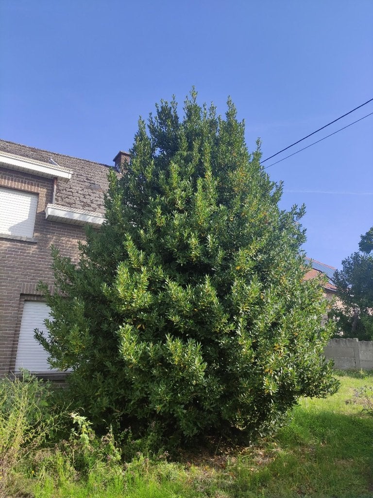 laurierboom, Tuin en Terras, Planten | Bomen, Ophalen