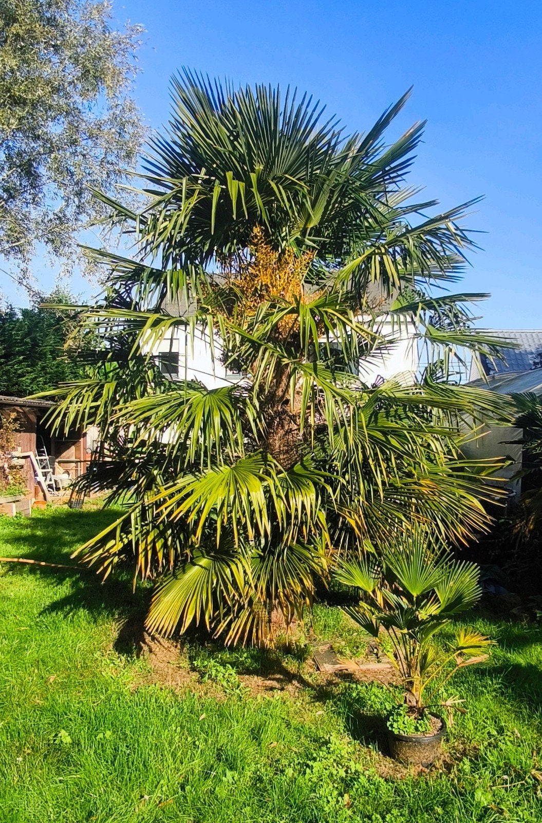 Trachycarpus Fortunei à tige de plus de 2,5 m, Jardin & Terrasse, Enlèvement