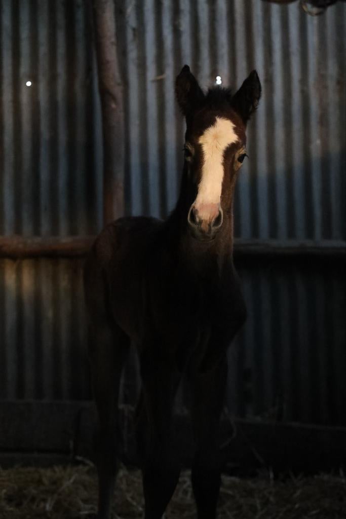 veelbelovend hengstveulen “Diablo”, Dieren en Toebehoren, Paarden, Springpaard, Met stamboom, Niet van toepassing, 0 tot 2 jaar