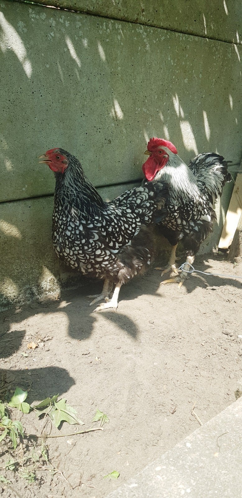 Wyandote koppel., Dieren en Toebehoren, Pluimvee