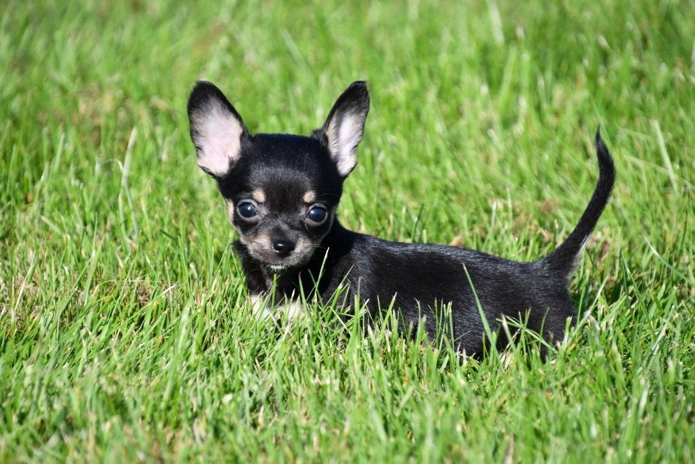 Chihuahua pups te koop (korthaar), België, CDV (hondenziekte), 8 tot 15 weken, Teef