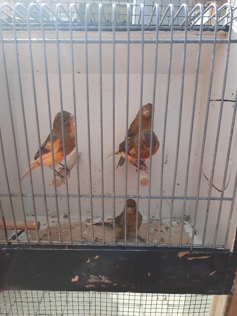kanarie 2026, Animaux & Accessoires, Oiseaux | Canaris, Canari chanteur