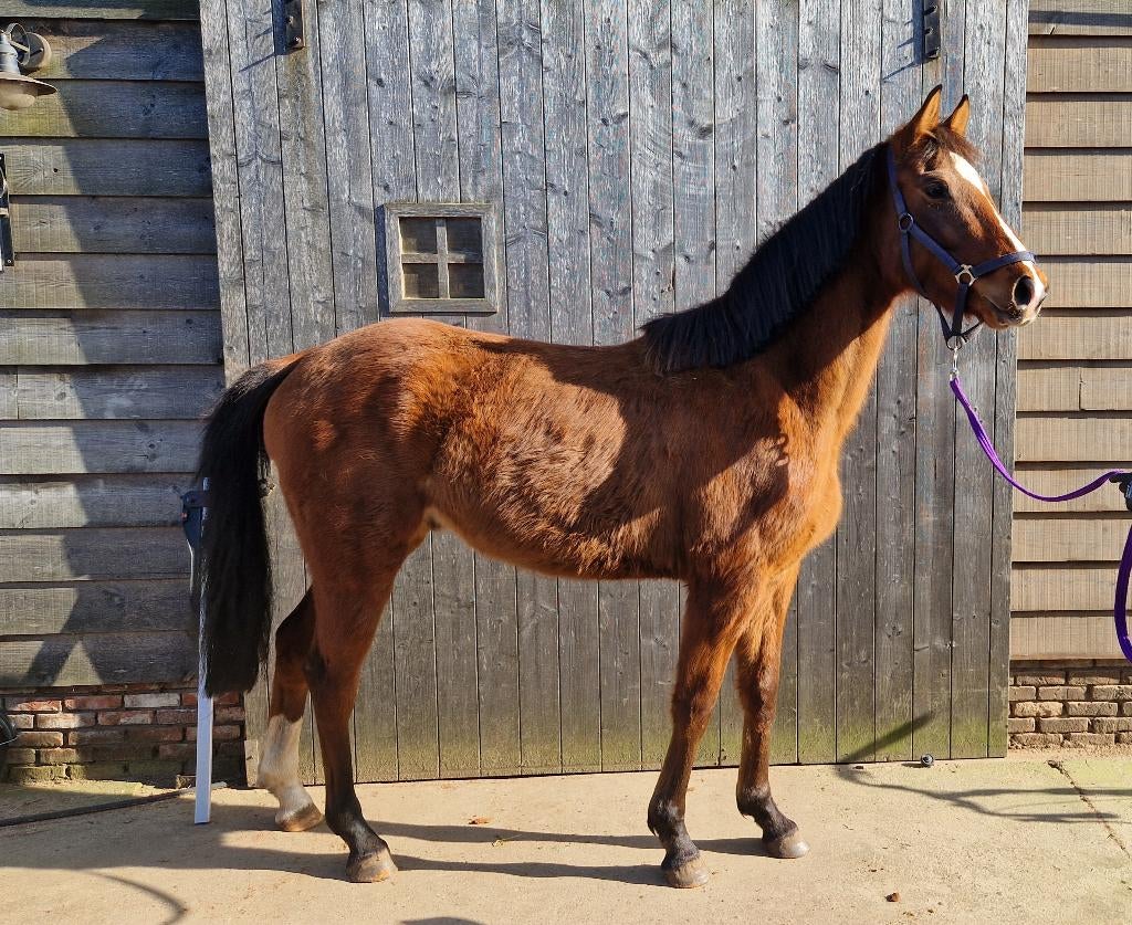 Beloftevol paard te koop, Dieren en Toebehoren, Springpaard, Minder dan 160 cm, Met stamboom, Ruin