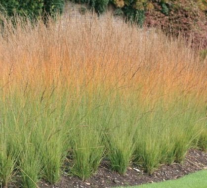 Molinia 'Heidebraut', Tuin en Terras, Planten | Tuinplanten, Vaste plant, Siergrassen, Volle zon, Ophalen