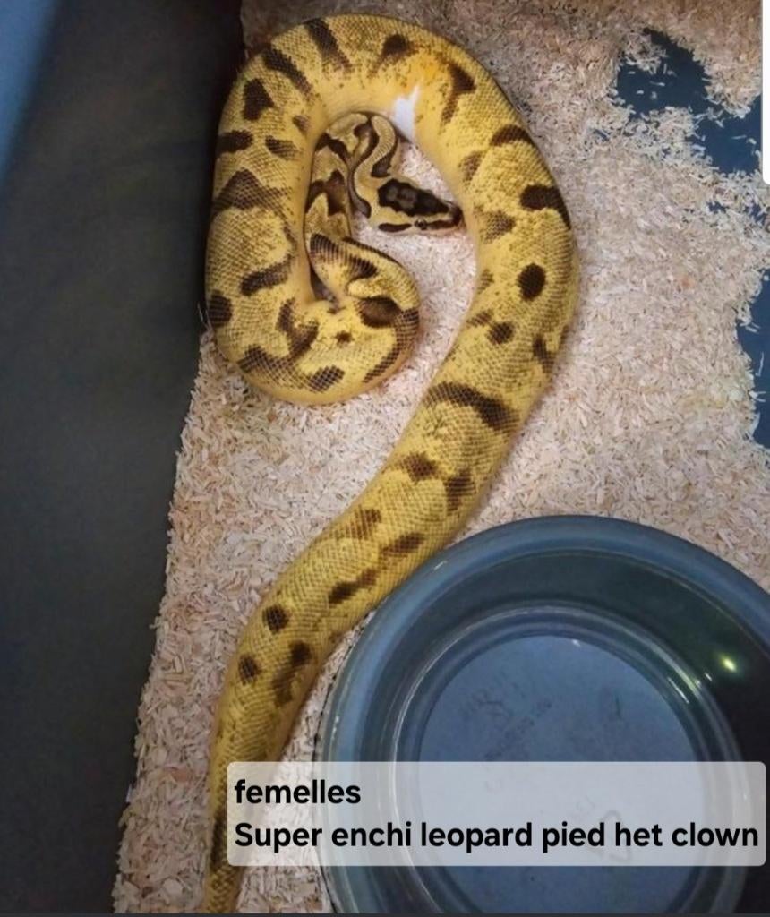 FEMELLES super enchi leopard pied, Dieren en Toebehoren