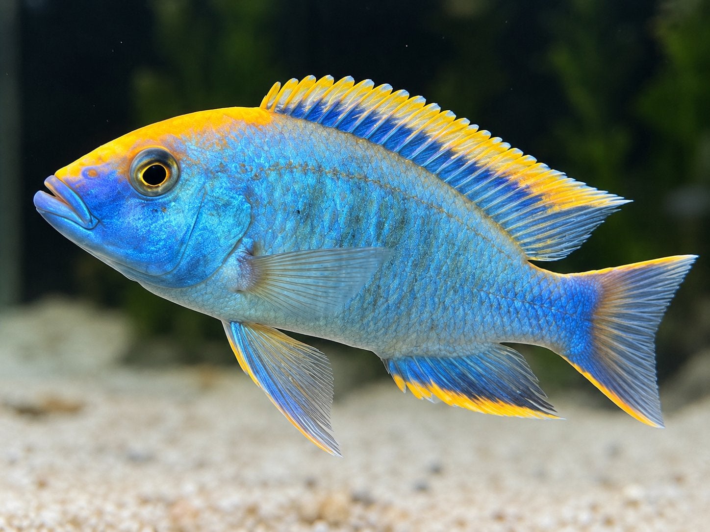 Labidochromis Helia F1