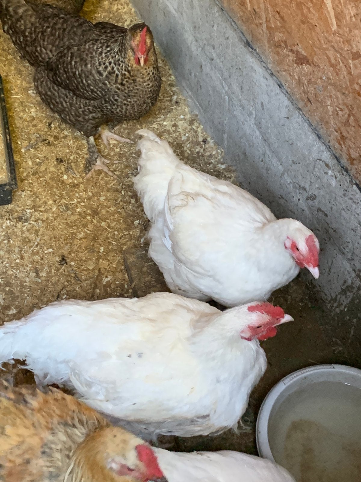 Hanen mechelse koekoek en wit, Dieren en Toebehoren, Pluimvee, Kip