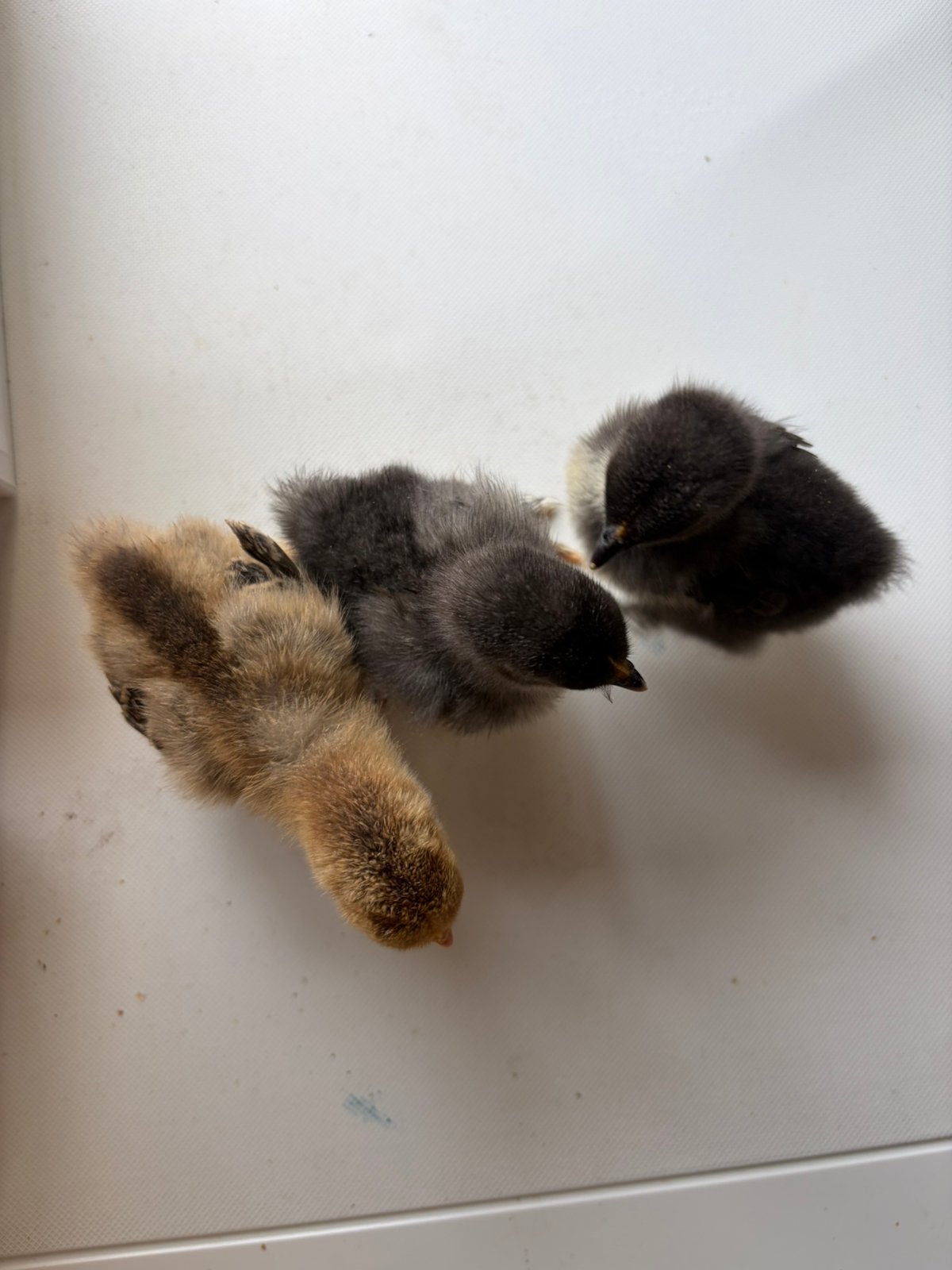 Cochin kriel kuikens, Dieren en Toebehoren, Pluimvee, Geslacht onbekend, Kip